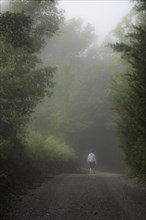 USA, Georgia, Rear view of woman walking on treelined road in fog, Blue Ridge Mountains