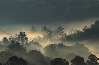 USA, Georgia, Fog above pine trees in Blue Ridge Mountains at sunrise