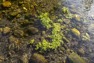 Close-up of water plant and rocks in shallow water