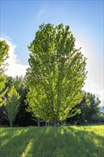 USA, Idaho, Bellevue, Sun shining through green tree growing in field