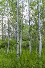 USA, Idaho, Sun Valley, Aspen trees growing in woodland