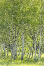 USA, Idaho, Sun Valley, Aspen trees growing in woodland
