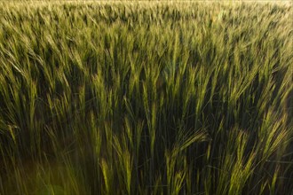 USA, Idaho, Sun Valley, Close-up of wheat crop in field