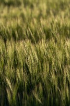 USA, Idaho, Sun Valley, Close-up of wheat crop in field