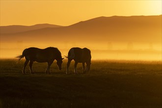 USA, Idaho, Sun Valley, Horses grazing grass at sunset