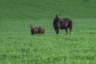 USA, Idaho, Sun Valley, Female moose with young ones in meadow