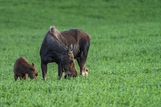 USA, Idaho, Sun Valley, Female moose with young one in meadow