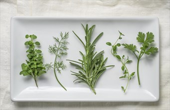 Herbs on white plate