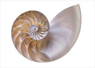 Nautilus shell on white background