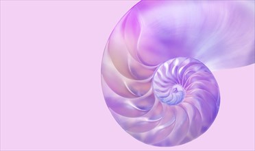 Nautilus shell on pink background