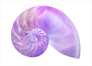 Nautilus shell on white background