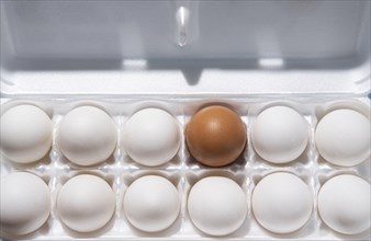 Twelve eggs in carton