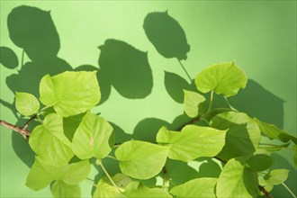 Leaves on green background