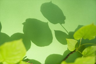 Leaves on green background