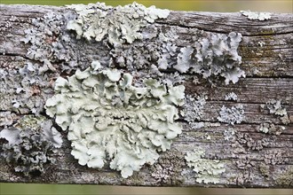 Close-up of lichen on wooden fence