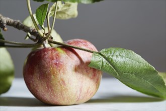 Close up of apple with stem and leaf