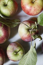 Close up of freshly harvested apples