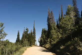 USA, Utah, Uinta National Park, Road trough forest in sunny day