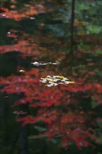 USA, Georgia, Leaves floating on water surface reflecting Autumn colored tree