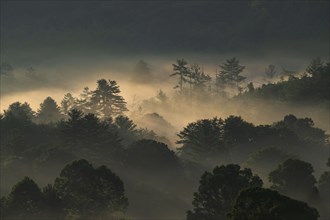 USA, Georgia, Silhouettes of trees covered with fog at sunrise, Blue Ridge Mountains