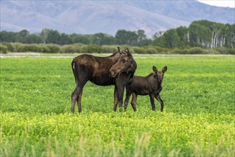 USA, Idaho, Bellevue, Moose cow and calf in meadow