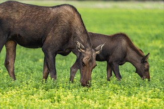 USA, Idaho, Bellevue, Moose cow and calf grazing in meadow