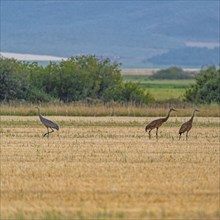 USA, Idaho, Bellevue, Sandhill cranes (Antigone canadensis) in stubble field