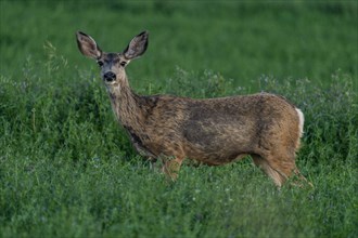USA, Idaho, Bellevue, Deer standing in meadow