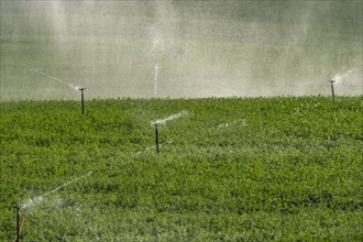 USA, Idaho, Bellevue, Sprinklers in field
