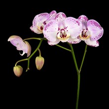 Studio shot of purple orchid