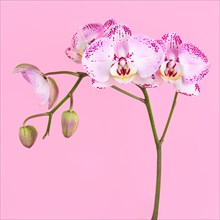 Studio shot of purple orchid