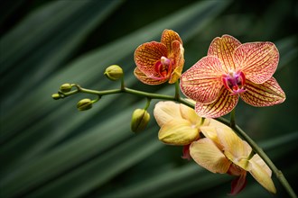 Yellow and orange orchid against green tropical leaves