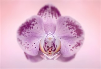 Studio shot pf pink orchid