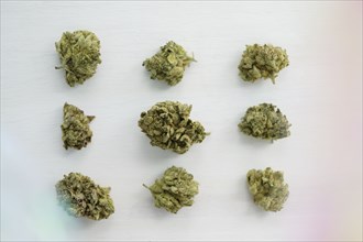 Studio shot of rows of cannabis buds