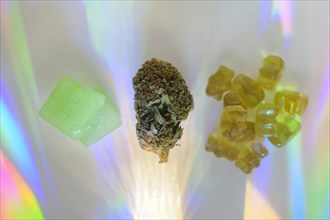 Edible cannabis gummies and cannabis bud in rainbow light