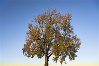 Autumn tree with blue sky