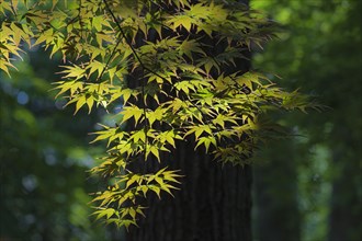 Japanese Maple tree leaves