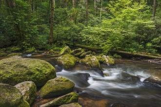 Chester Creek in Blue Ridge Mountains
