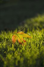 Fallen maple leaf on grass