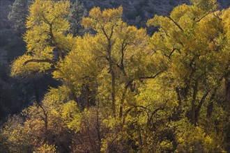 Cottonwood trees in Bandelier National Monument