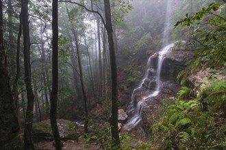 Misty rain forest with waterfall in Blue Mountains National Park