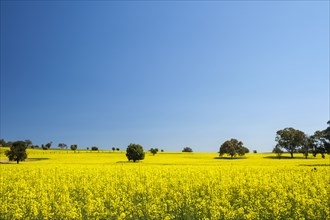 Yellow turnip field with blue sky