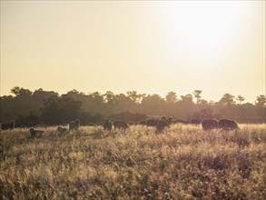 Sheep grazing at sunset