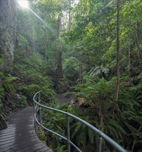 Hiking trail in Blue Mountains National Park