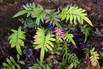 Fern leaves in rainforest