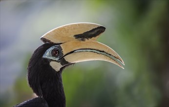 Head of Oriental Pied hornbill