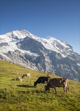Cows grazing on alpine meadow