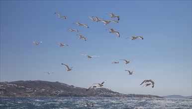 Seagulls flying over sea