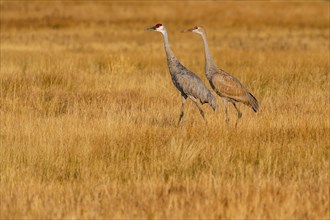 Sandhill Cranes (Antigone canadensis) walking in grass