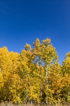 Yellow aspen trees and blue sky